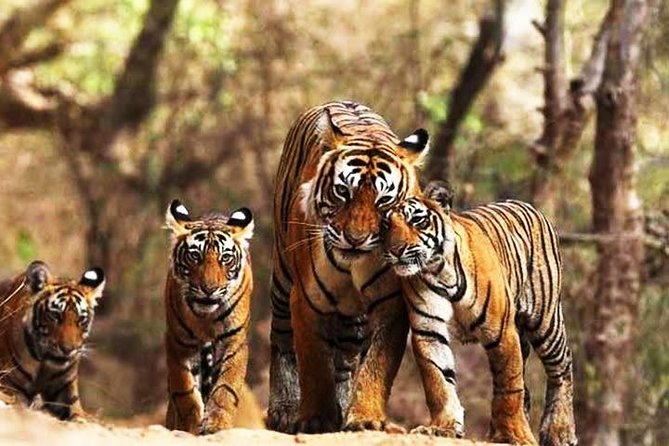 Private 6-Day Ranthambhore Tiger Tour including Delhi, Agra and Jaipur - Delhi begins with Mughal tombs and grand avenues