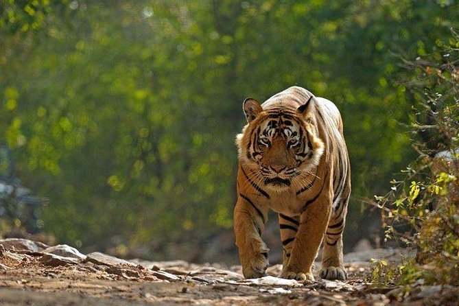 Private 6-Day Ranthambhore Tiger Tour including Delhi, Agra and Jaipur - Jaipur shifts from wildlife to royal architecture