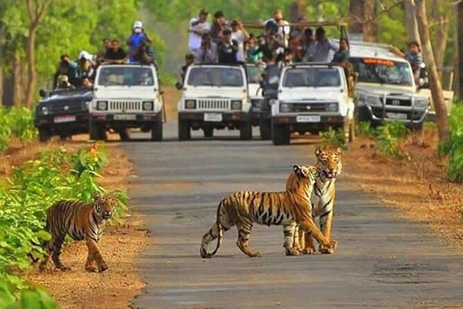 Private Tour from Delhi to Sariska Safari and Jaipur (1N/2D) - What this Delhi to Sariska trip really includes