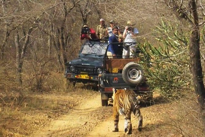 Private Tour from Delhi to Sariska Safari and Jaipur (1N/2D) - Entering Sariska Tiger Reserve for three hours