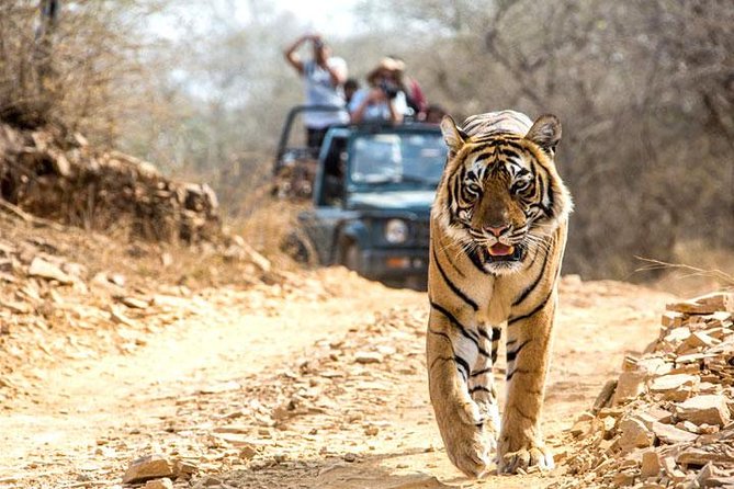 Ranthambhore Tiger Tour of Delhi, Agra, and Jaipur 5 Star Hotel - A fast but well-planned route through northern India