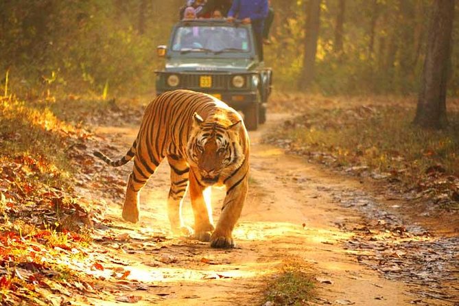 Ranthambhore Tiger Tour of Delhi, Agra, and Jaipur 5 Star Hotel - What the 5-star hotel option really adds