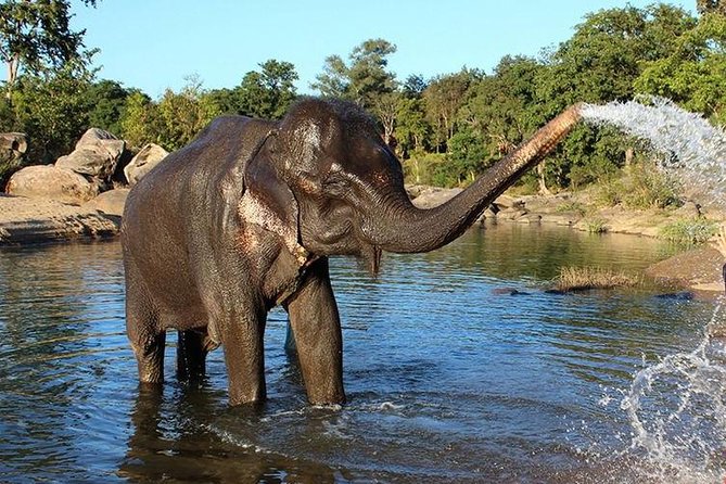 Same Day Tajmahal at Sunrise and SOS wildlife sanctuary tour - Lunch and the shift from monuments to animals
