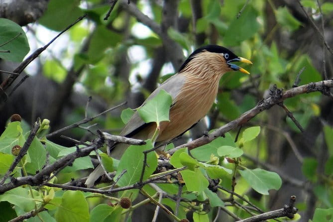 Sultanpur Bird Sanctuary Tour Near Delhi - Who will enjoy this Sultanpur outing most
