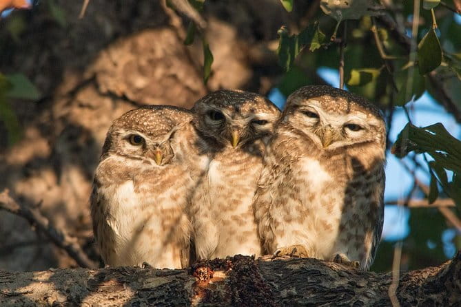 Sultanpur Bird Sanctuary Tour Near Delhi - Three hours among Sultanpur’s wooded paths and lake banks