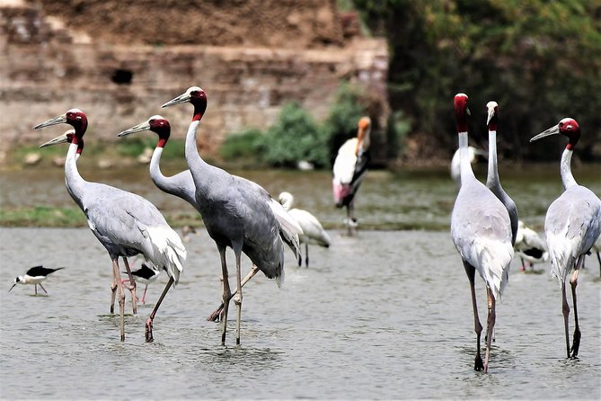 Sultanpur The wonder of Birding from Delhi - Key points before you book
