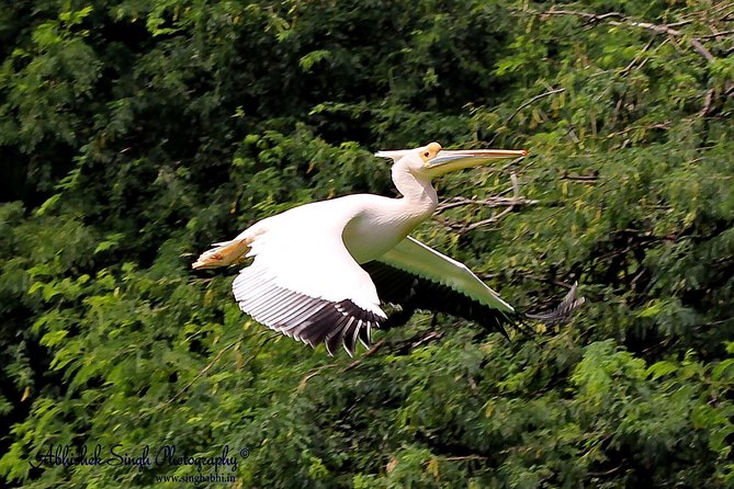 Sultanpur The wonder of Birding from Delhi - Leaving Delhi at 7:00 am