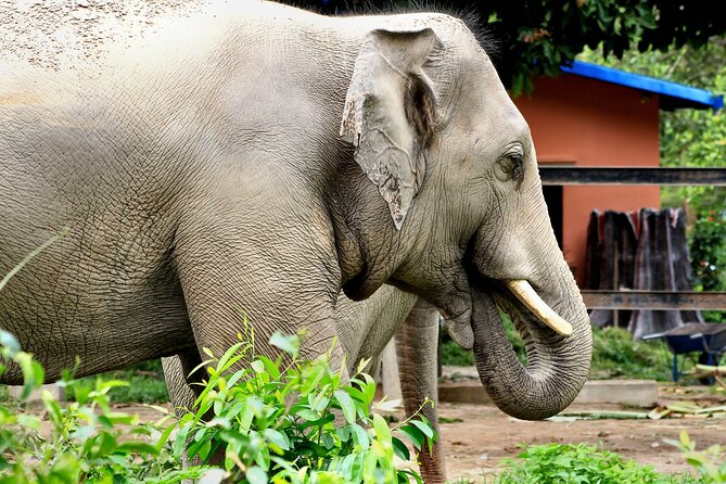 Taj Mahal with Wildlife SOS Elephant Conservation and Care Center - Why this Delhi to Agra combination works