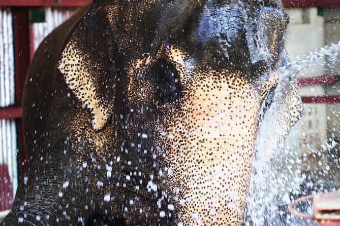 Taj Mahal with Wildlife SOS Elephant Conservation and Care Center - Booking, timing, and cancellation details