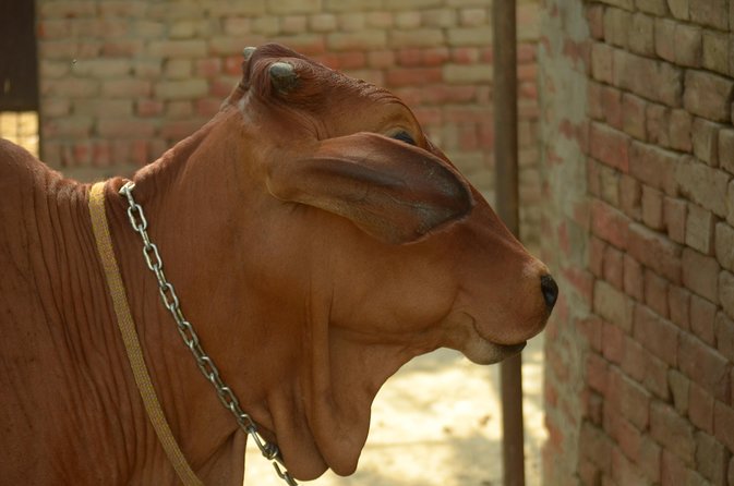 Village Snapshot - Pure and simple - Milking cows and buffaloes